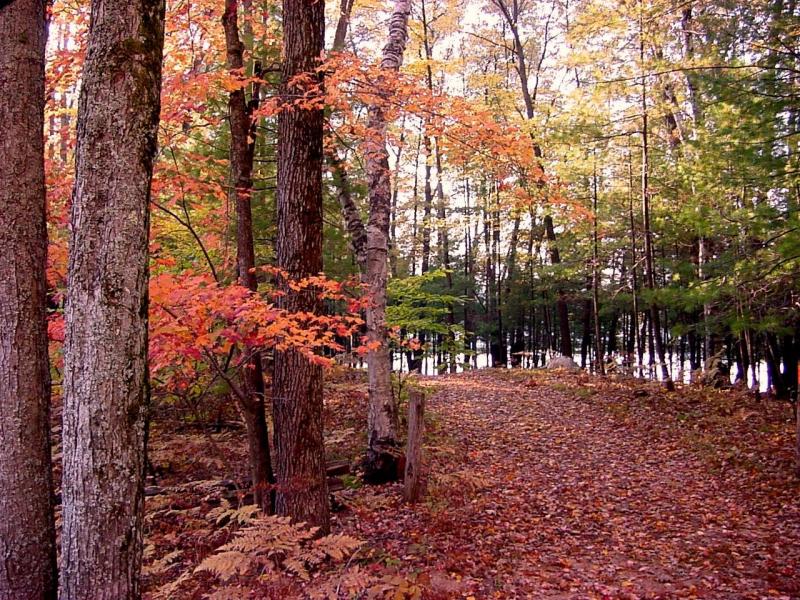 [automne0003.jpg]
