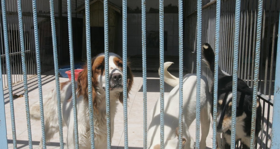 Pozitif Köpek Eğitimi Neşe Öztürk Barınak