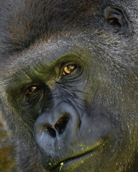 Gorilla Lips