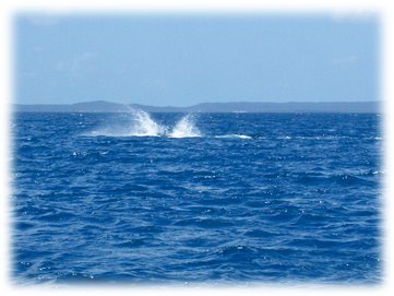 [whale4.jpg]