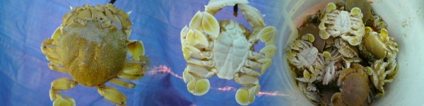 Ketam Ragi