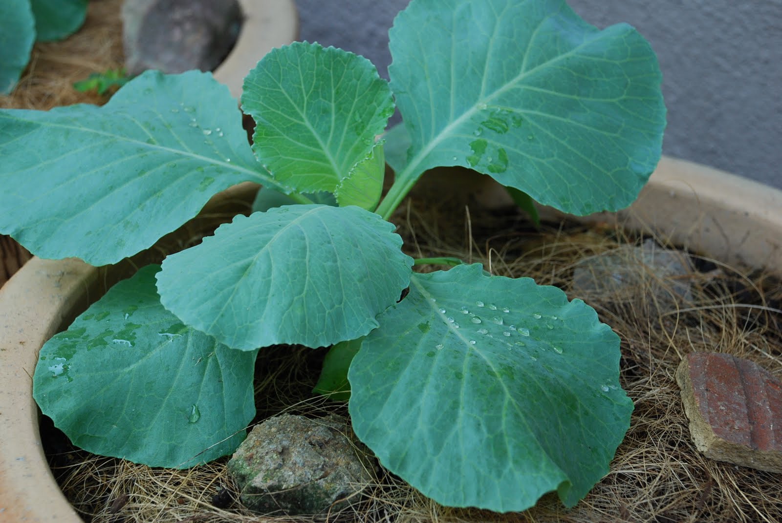 My little vegetable garden Our cabbages at stage 4