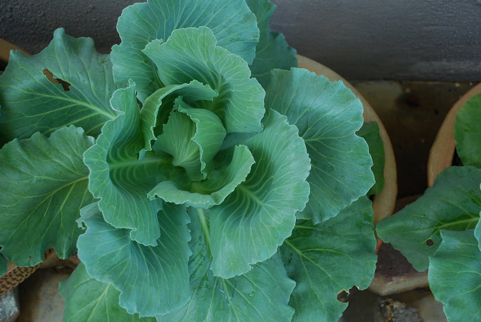 My little vegetable garden Cabbage updates on growth stage.