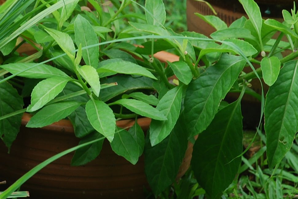My little vegetable garden Gynura procumbens