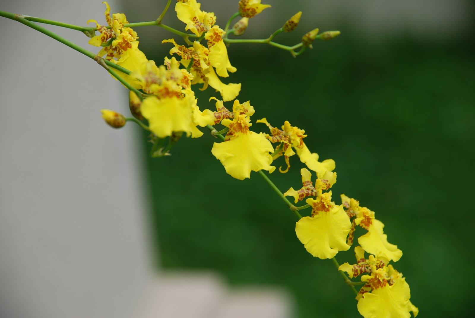 My little vegetable garden Oncidium cebolleta orchid, like pop corns
