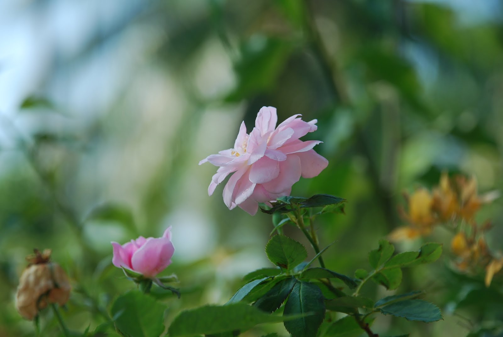 My little vegetable garden A pink rose, the most delicate.