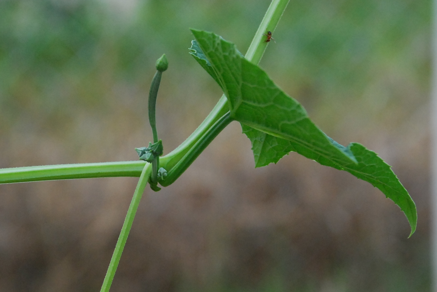 My little vegetable garden Six petola / luffa taking turns flowering