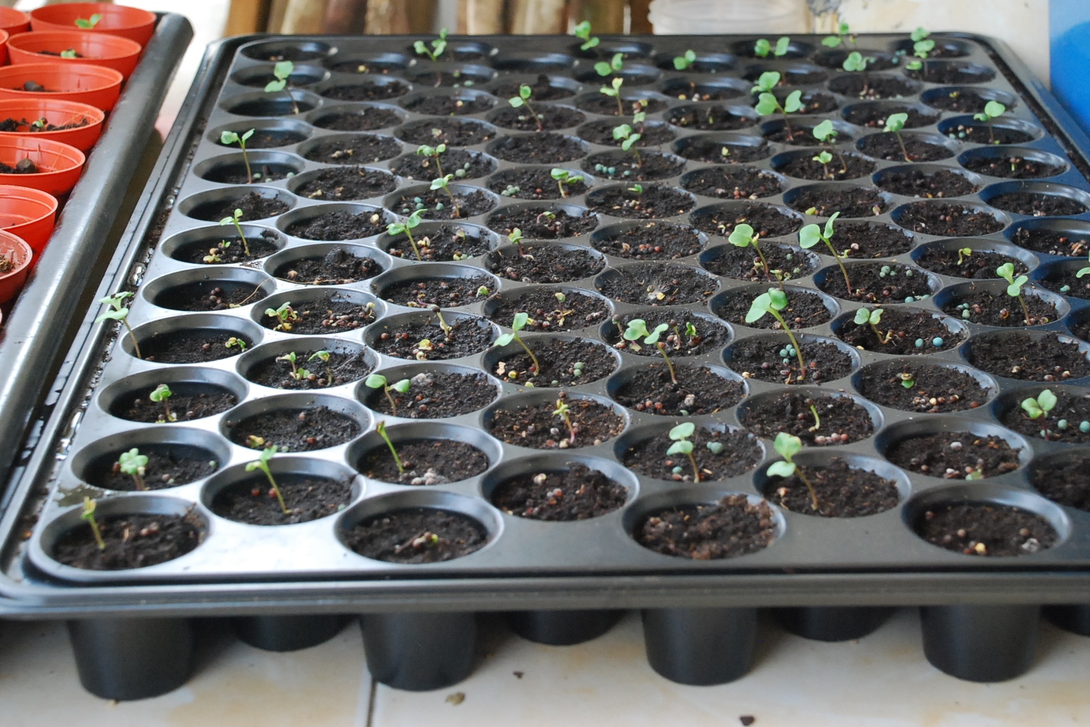 My little vegetable garden Sowing Kale / Kailan I never do this before.