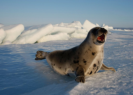 Foca Arpa