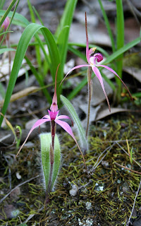 caladenia rosella