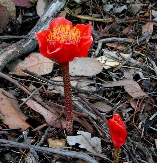Chuckie Blood Flowers Haemanthus