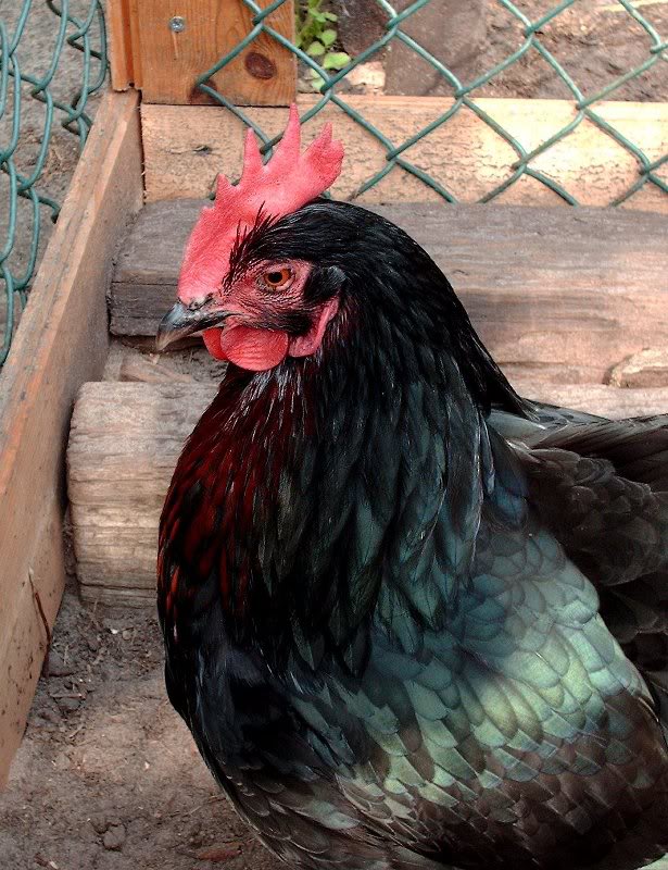 WARRIORS OF EARTH Black Chicken Teaches Today, While Southern Season