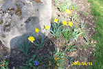 Daffodils, crocus, snowdrops and the Rock