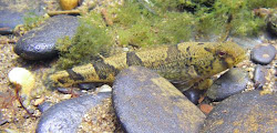 snail darter