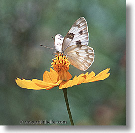 [white-butterfly.jpg]