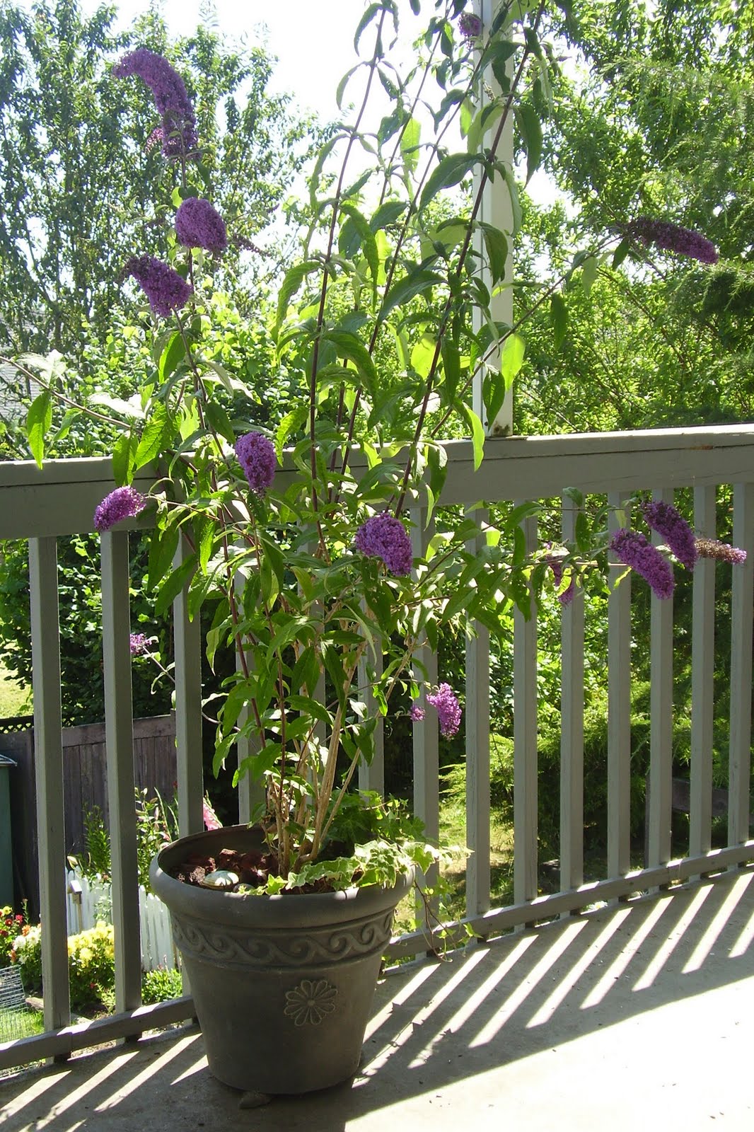 Indoor Rbuddleja Madagascariensis Indoor Plant Care Guide