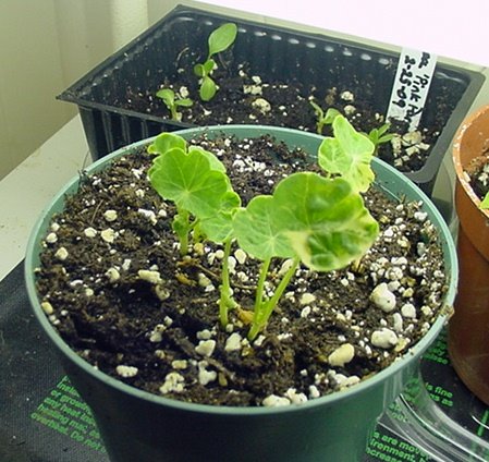 [Coldframe+nasturtium+seedlings+indoors+April+5.jpg]