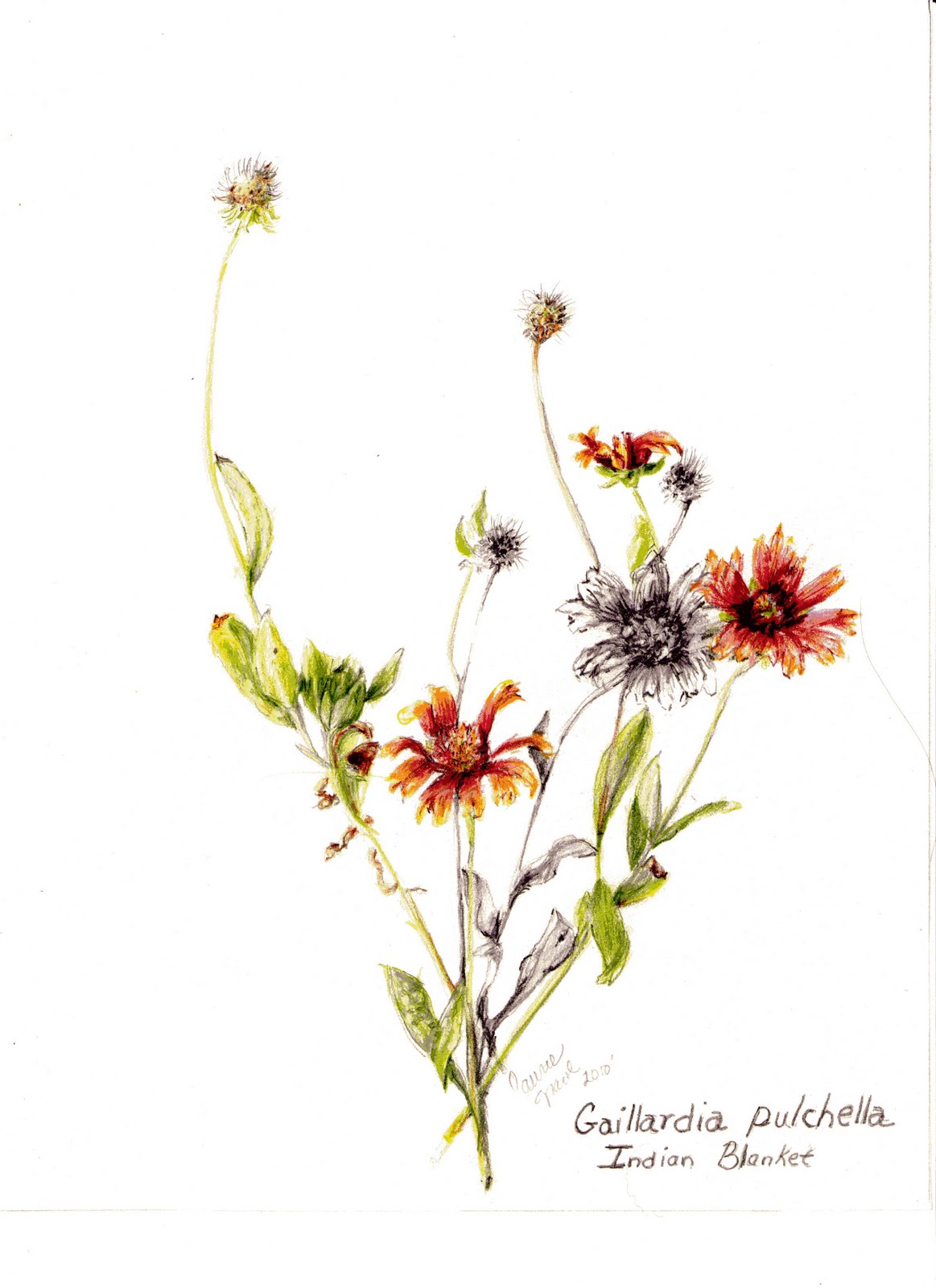 [Request] Botanical sketch of Indian Blanket with geometric line and dot elements r/DrawMyTattoo