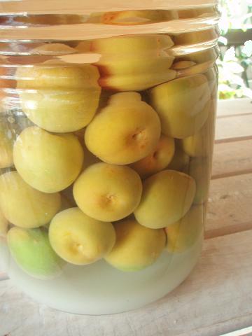 Ume Fruit
