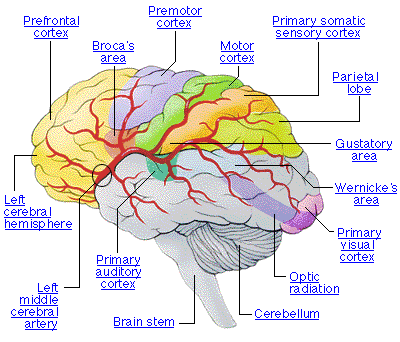 Images Of Brains