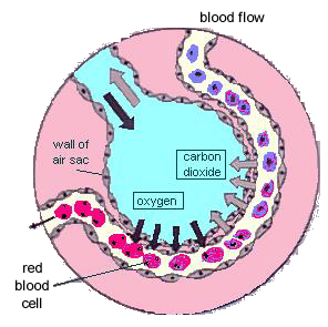 Alveolus Diagram