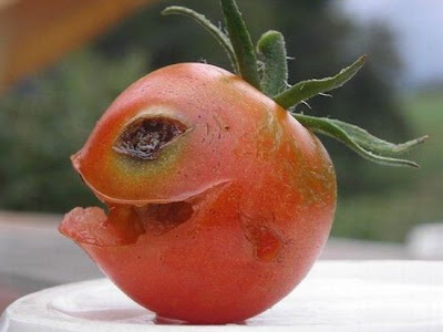 evil-tomato.jpg