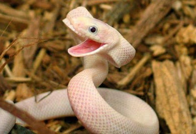 Smiling+Snake+3.jpg