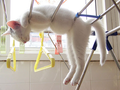 Air dry your cat after washing. Do Not use the dryer!