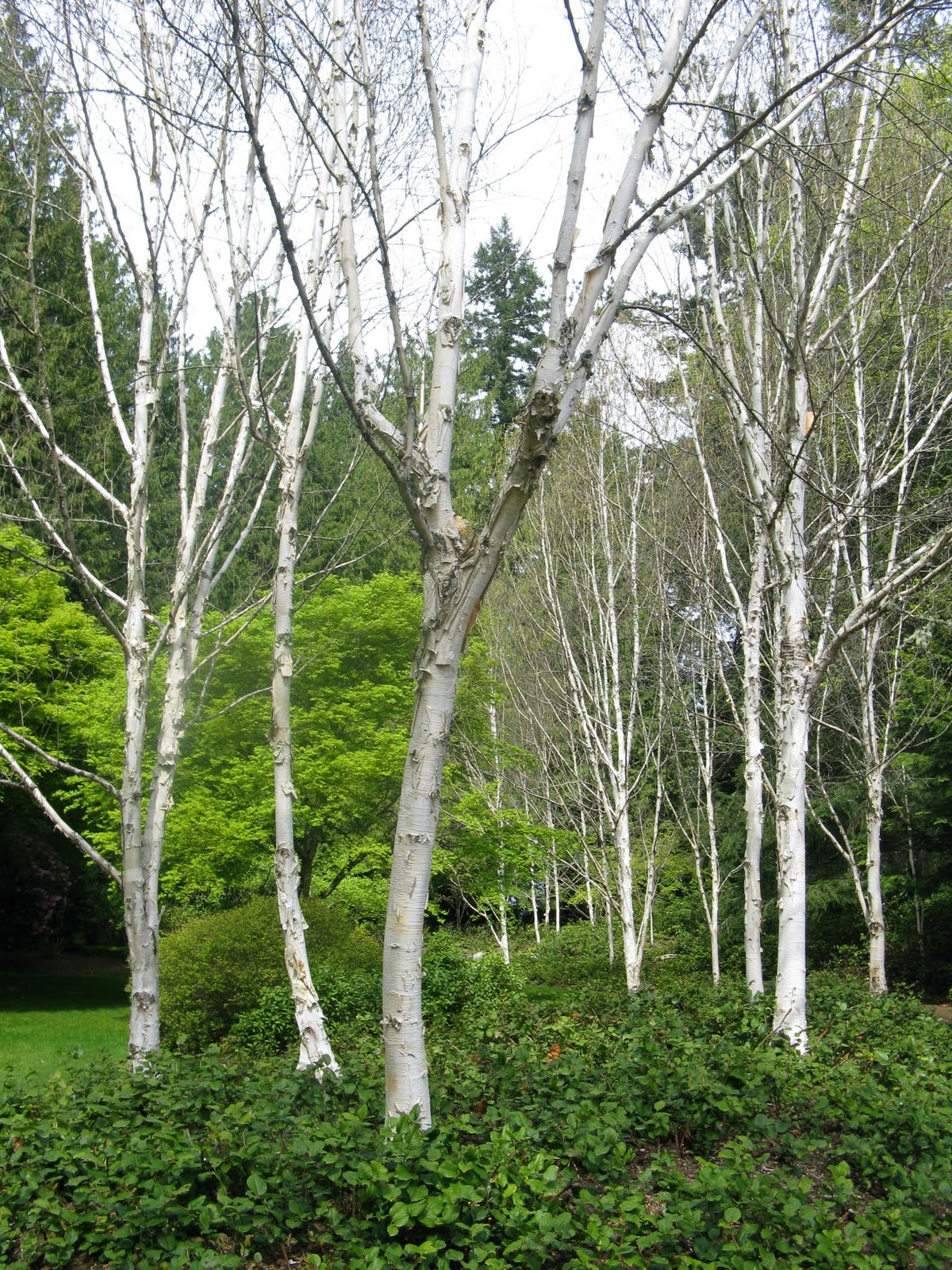 Japanese White Birch