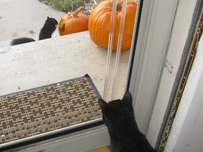 Squirrel Eat