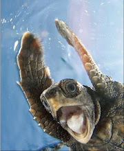 Turtle! Turtle!