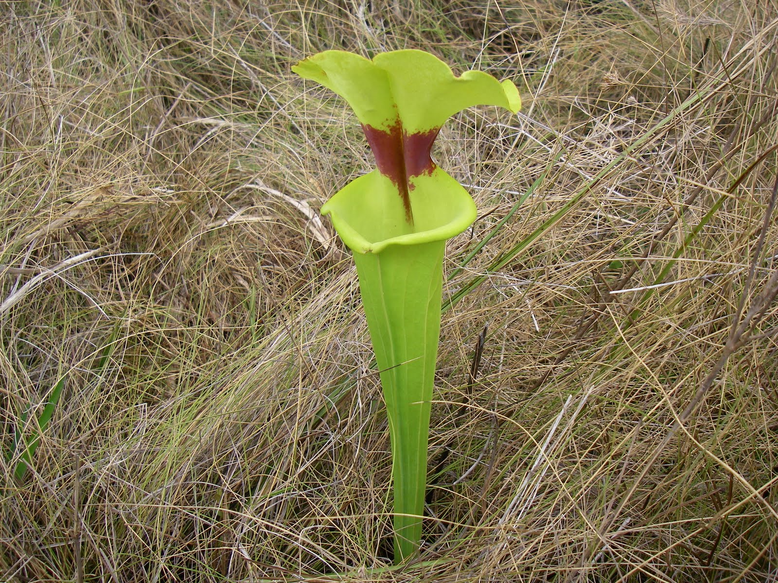 Resources for Florida Master Naturalists Florida Wetland