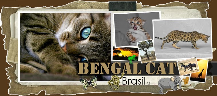 BENGAL CAT