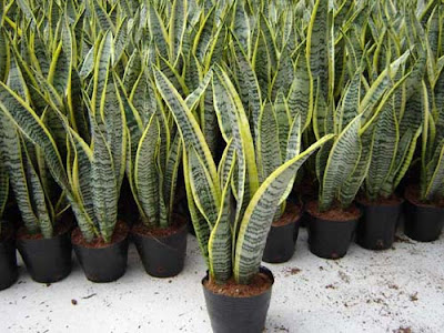 Tanaman Hias Sansevieria