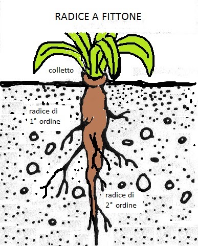 Il Giardino della Terra: RADICE