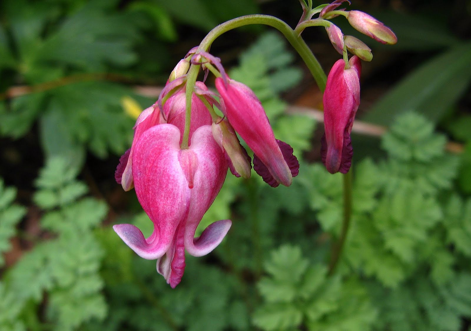 wild bleeding heart presque isle pa wild bleeding heart presque isle pa