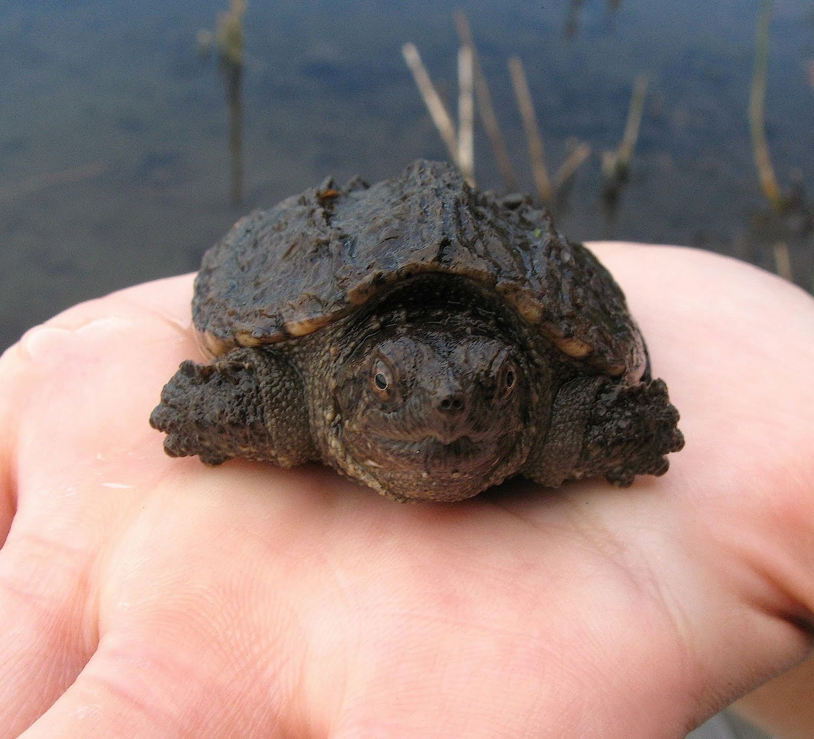 Snapping Turtle Bites Dog Snapping Turtle Bites Dog