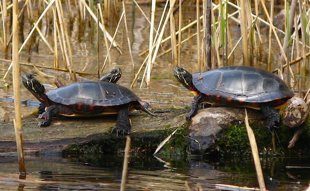 Saratoga Woods And Waterways Acid Buffering Bum Breathing Turtles