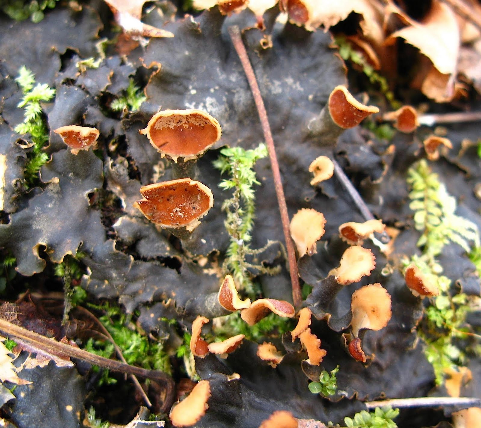 Dog Lichen