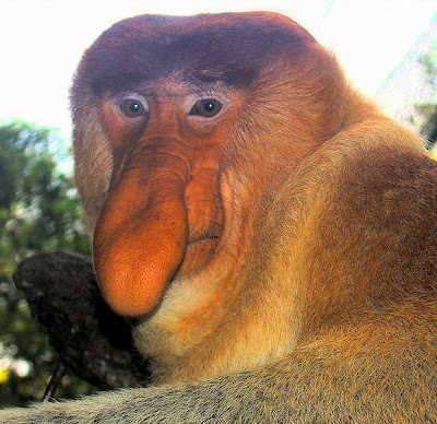 proboscis.jpg