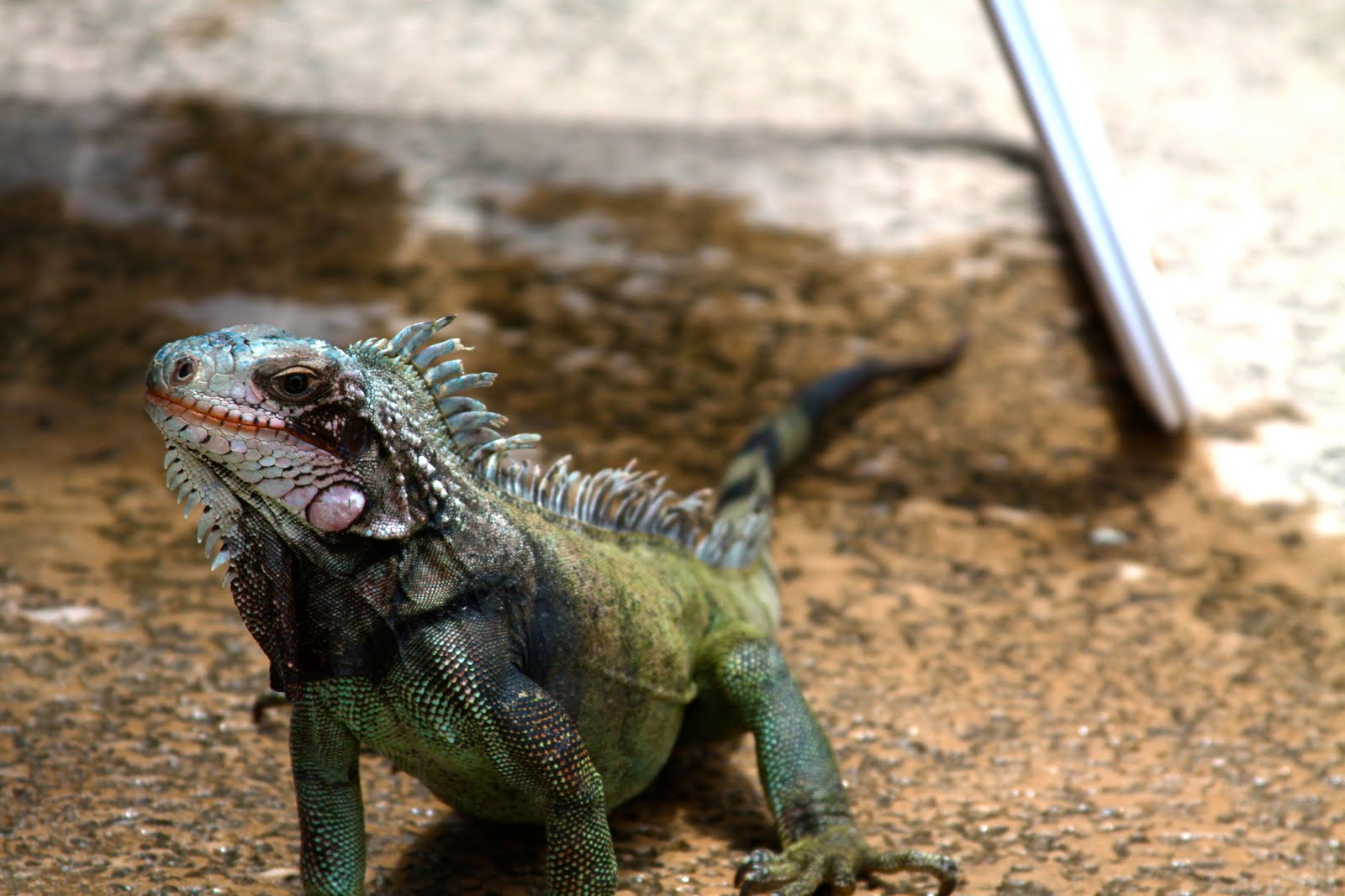 Iguana Poop