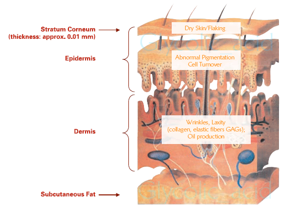 basic layers of skin.