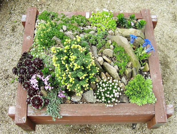 gardenless gardener rock garden