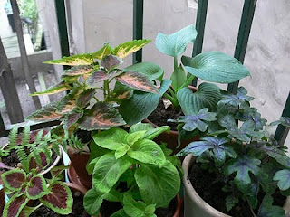 gardenless gardener: May 2010