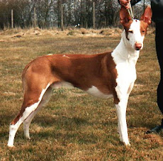 Podenco Canario