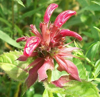 Kathleen Baldwin's Herb Pick!