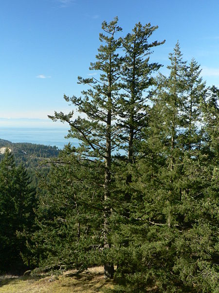 [Douglas+Fir.JPG]