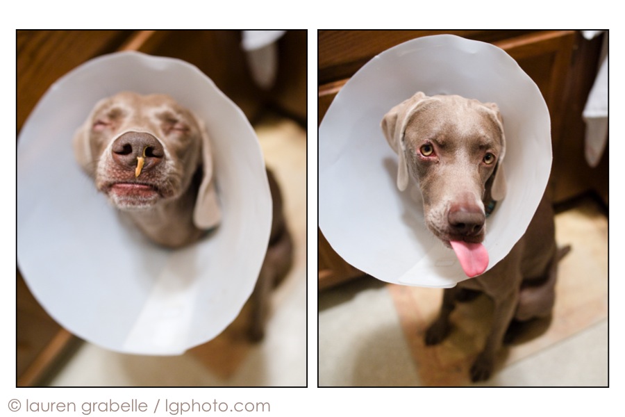 coneheads for dogs