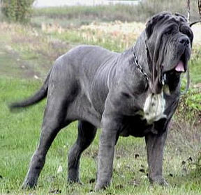 Silver English Mastiff