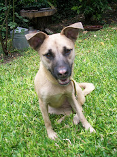 Perrita encontrada con collar